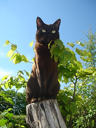 <span class="mw-page-title-main">Asian cat</span> Breed of cat