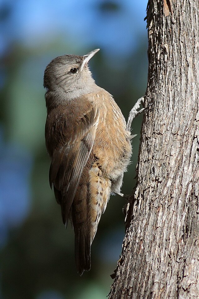 climbing birds