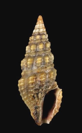 <i>Buchema hadromeres</i> Species of gastropod