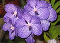 Budapest Orchid Exhibition 2006 27.jpg