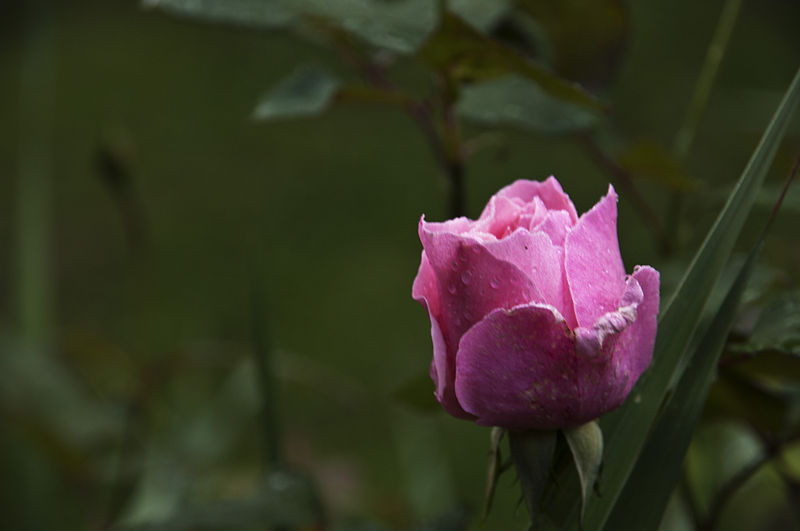 File:Budding rose.JPG