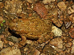 Bufo maculatus01.jpg