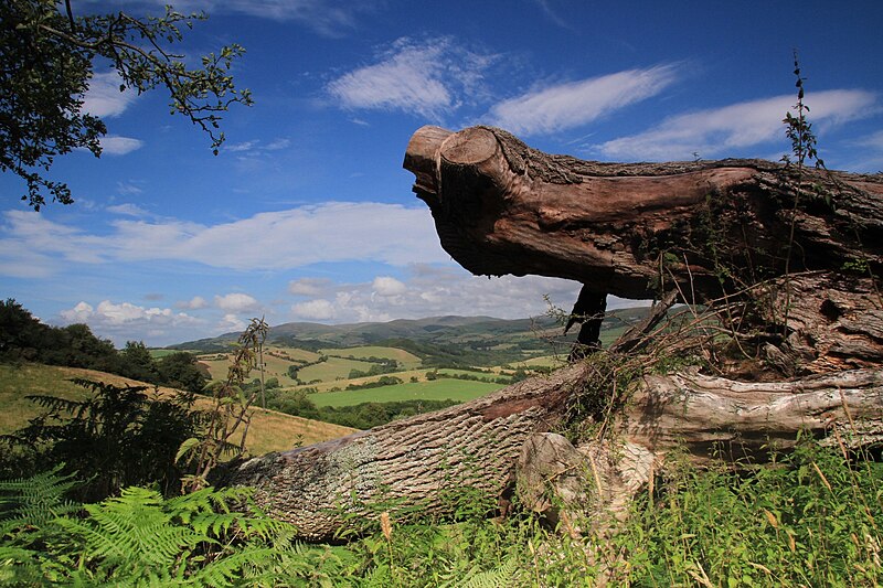 File:Bug-eyed monster^ - geograph.org.uk - 3584725.jpg