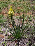 Miniatura para Bulbine abyssinica