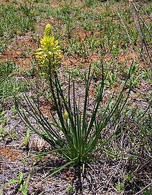 Bulbine abyssinica, a common species that occurs throughout southern and east Africa. Bulbine abyssinica 50D 3759.jpg