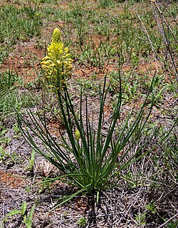 <i>Bulbine abyssinica</i> species of plant