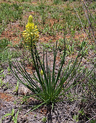 <i>Bulbine abyssinica</i> Species of flowering plant