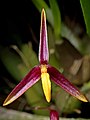 Bulbophyllum denophyllum