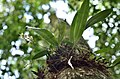 Bulbophyllum scabratum