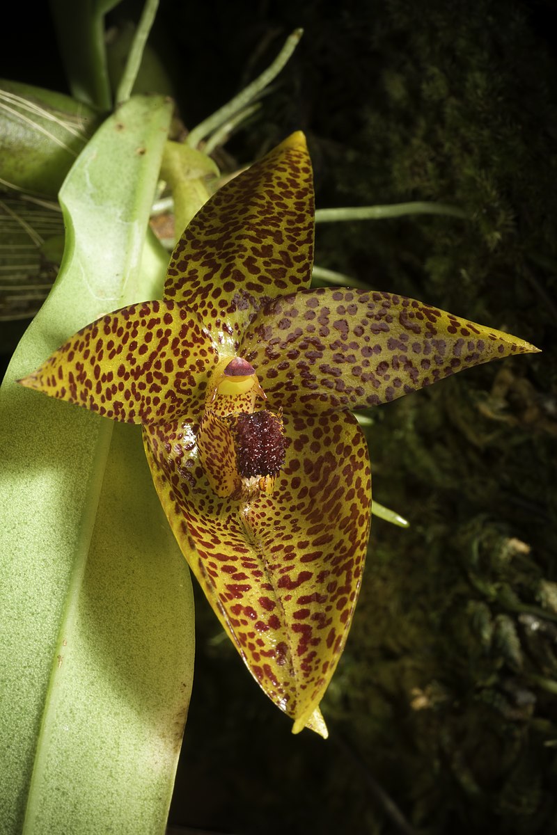 File:Bulbophyllum sanguineomaculatum 'Sulawesi' Ridl., J. Linn