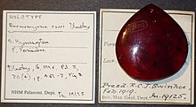Burmomyrma rossi BMNHP19125 02.jpg