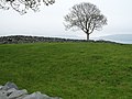 Burren Flora, Tree & wall (3586440182).jpg
