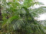 Calamus tenuis in Bangladesh