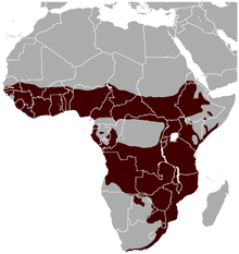 Bushbuck Tragelaphus scriptus distribution map.png