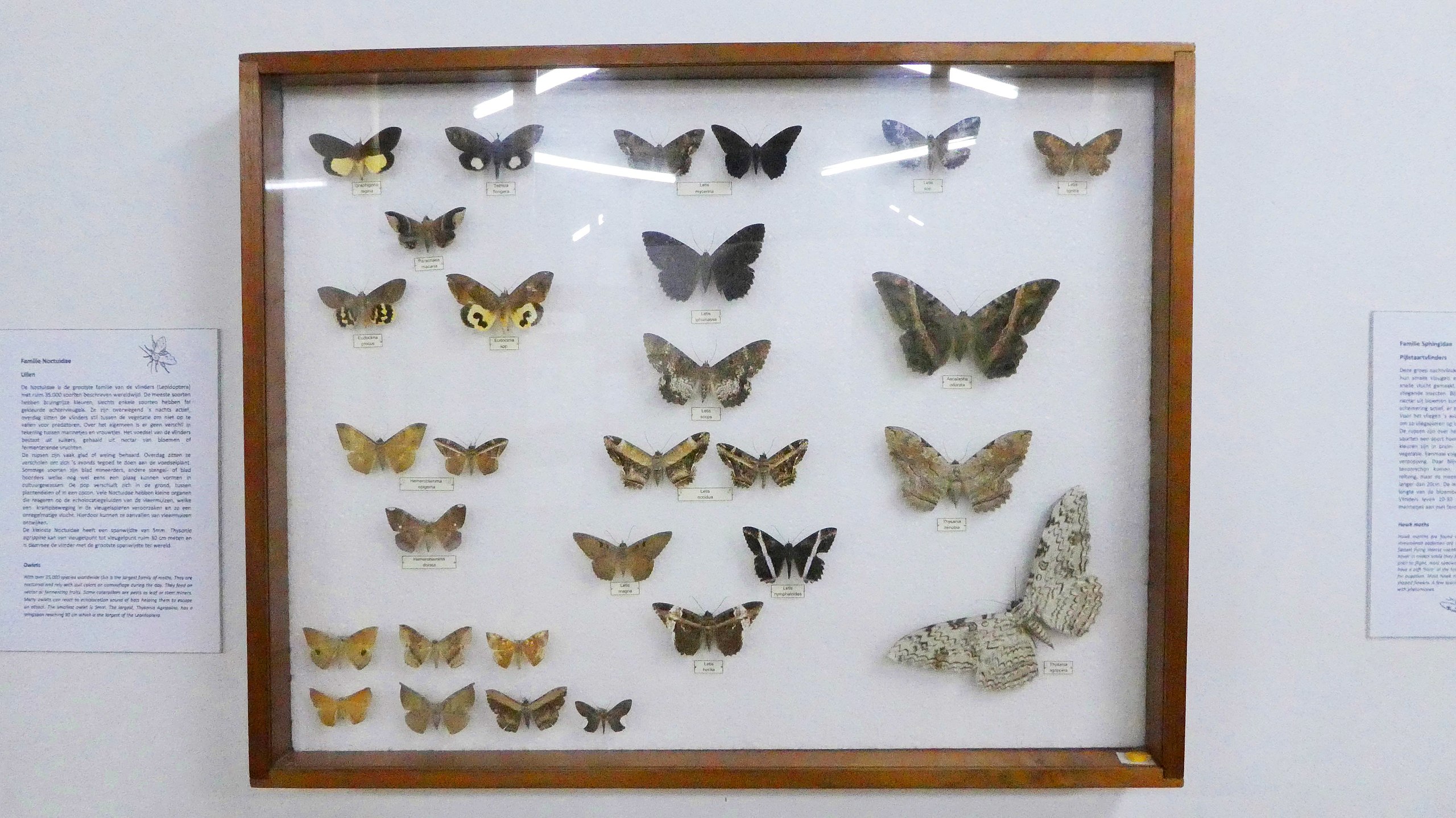 File:Butterflies on display (33400976042).jpg - Wikimedia Commons