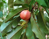 "fruit and foliage"