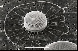 Scanning electron microscope image of a diatom