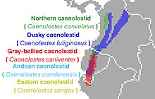 Caenolestes Range.jpg