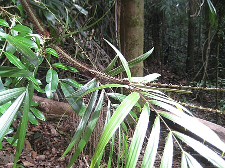 Calamus muelleri