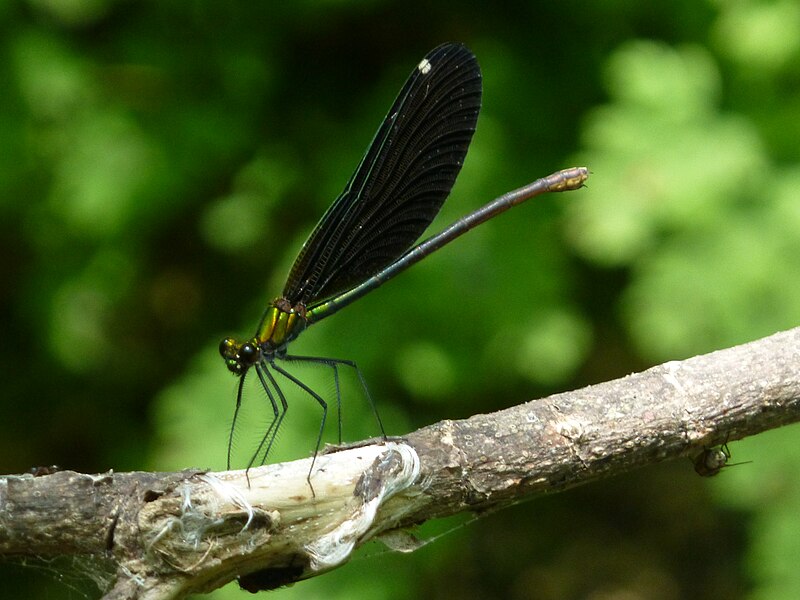 File:Calopteryx virgo Turkey 1380535.jpg