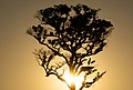 * Nomination Nascer do sol na Reserva Particular do Patrimônio Natural Estância Ecológica Sesc - Pantanal By User:Gabyschuck --Rodrigo.Argenton 18:37, 4 June 2021 (UTC) * Promotion  Support Okay for me. --Nefronus 12:05, 5 June 2021 (UTC)