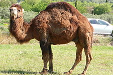 Camelus dromedarius près de Mérindol 2.JPG