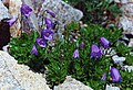 Campanula cochlearifolia