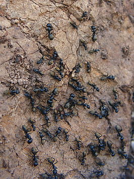 Camponotus aeneopilosus