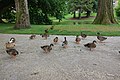 * Nomination Mallard ducks ( Anas platyrhynchos ) in Emonville Park in Abbeville (Somme, France). --Gzen92 07:02, 20 September 2021 (UTC) * Promotion  Support Too much foreground for my taste, but still ok --Poco a poco 13:19, 20 September 2021 (UTC)