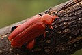 Horia (Meloidae) from India