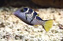 Canthigaster valentini prg1