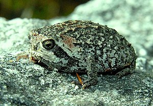 Breviceps montanus