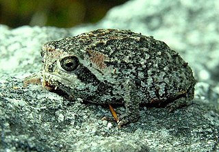 <span class="mw-page-title-main">Mountain rain frog</span> Species of amphibian