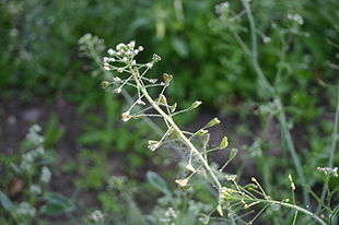 Capsella-bursa-pastoris-flowers.JPG