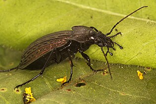 Carabus rugosus