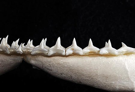 Carcharhinus signatus lower teeth.jpg