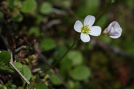 Cardamine pattersonii 1871.JPG