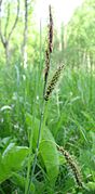 Carex flacca (Leningrad oblast).jpg