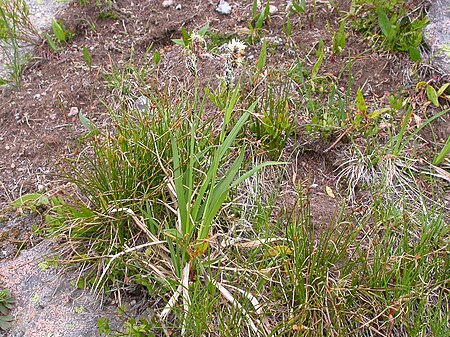 Carex paysonis