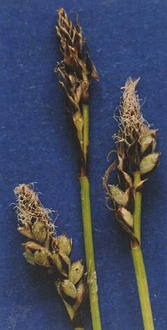 Description de l'image Carexconcinnoides.jpg.