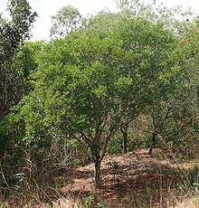 Cassia Brewsteri Habit.jpg