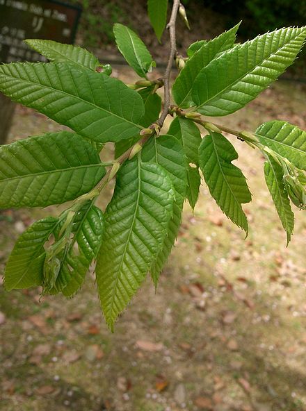 Виды каштановых. Castanea crenata. Каштан городчатый. Каштан японский городчатый. Каштан crenata.