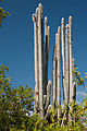 Catalina Island, La Romana, Dominican Republic. Flora, an organ pipe cactus.jpg