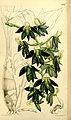 Catasetum atratum plate 5202 in: Curtis's Bot. Magazine (Orchidaceae), vol. 86, (1860)