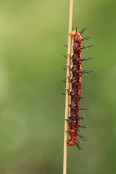 File:Caterpillar of Acraea terpsicore Linnaeus, 1758 – Tawny Coster.jpg