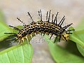 * Nomination Caterpillar of Cirrochroa tyche (C. & R.Felder,1861)-Common Yeoman. (by Atanu Bose Photography) --Atudu 07:17, 27 May 2022 (UTC) * Promotion  Support Good quality. --George Chernilevsky 07:34, 27 May 2022 (UTC)