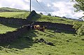 Cattle near Ellerbeck Farm - geograph.org.uk - 2039830.jpg