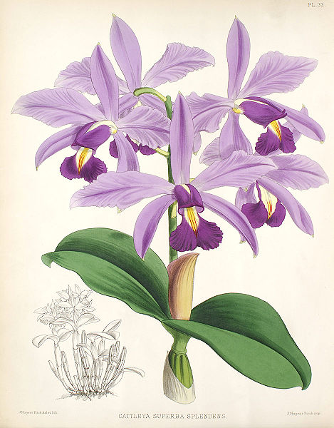 File:Cattleya violacea1.jpg