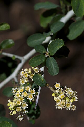 <i>Ceanothus cordulatus</i> Species of flowering plant