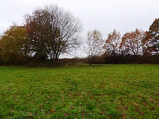 <span class="mw-page-title-main">Centenary Fields</span> Nature reserve in Surrey, England